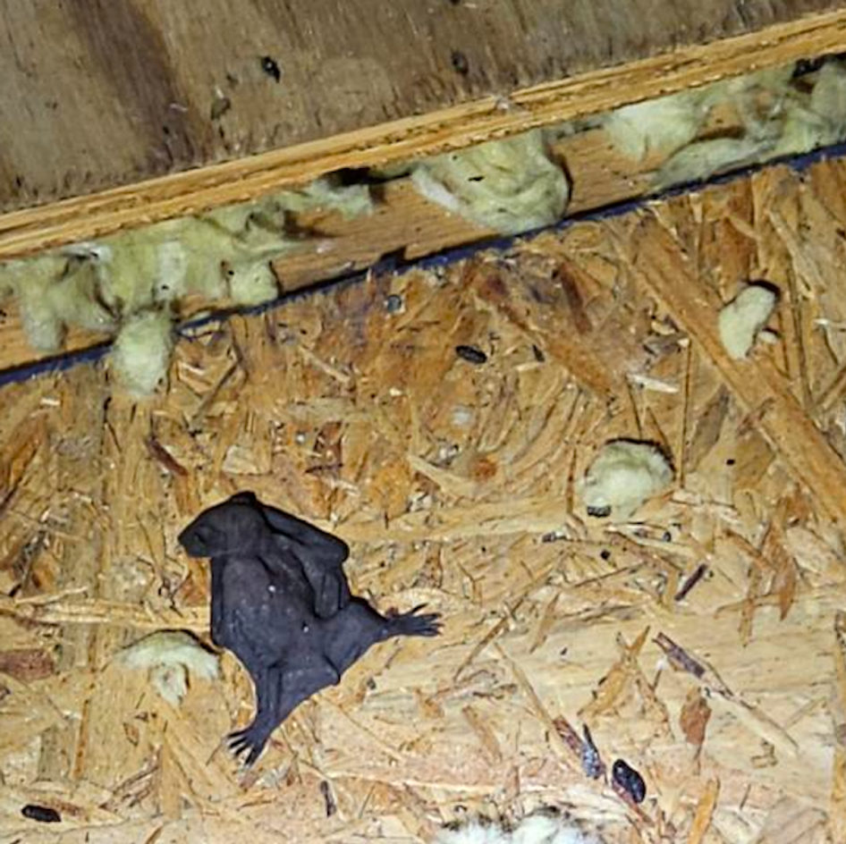 B&B Bat Removal wildlife work photo