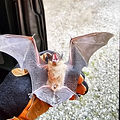 Technician setting humane wildlife trap for nuisance animals