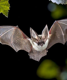 Team performing eco‑friendly wildlife removal and exclusion services